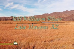 Bill-Williams-River-Lake-Havasu