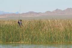 lake-havasu-bass-fishing-reeds-2