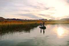 lake-havasu-bass-fishing-reeds