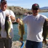 Lake Havasu Bass Fishing